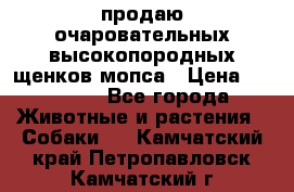 продаю очаровательных высокопородных щенков мопса › Цена ­ 20 000 - Все города Животные и растения » Собаки   . Камчатский край,Петропавловск-Камчатский г.